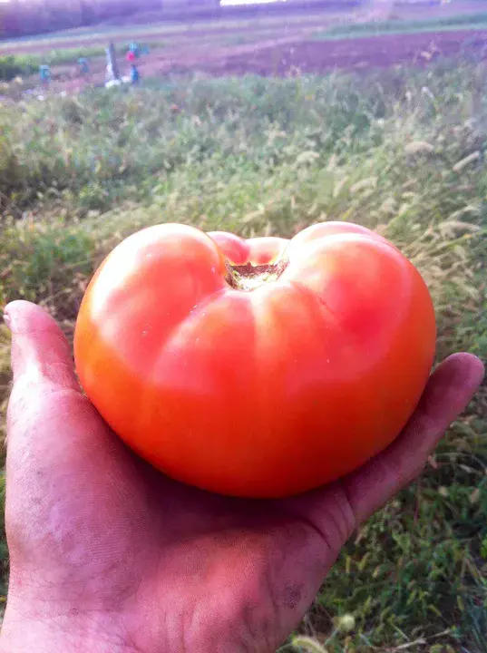 Jersey Tomato : 泽西番茄