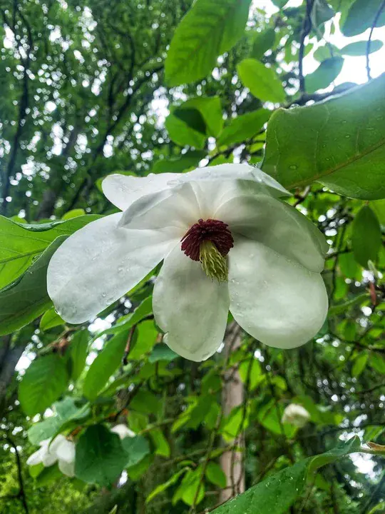 Washington Park Arboretum : 华盛顿植物园