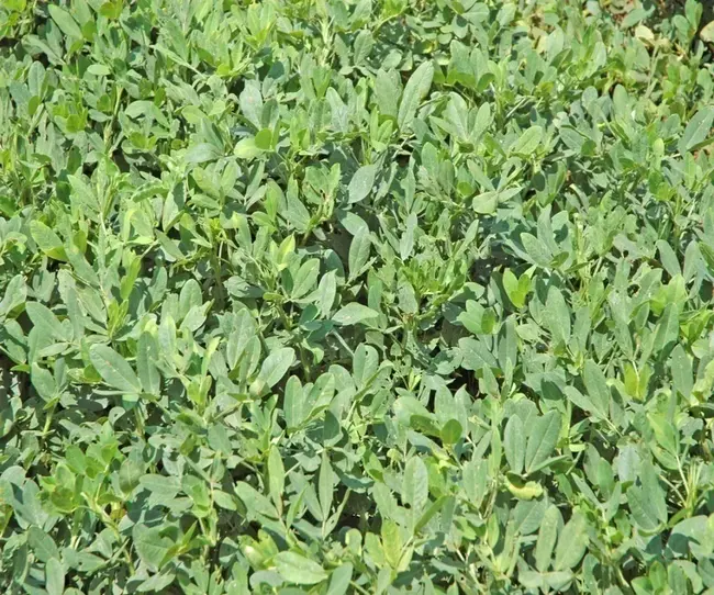 West Point Bridge Design software : 西点大桥设计软件