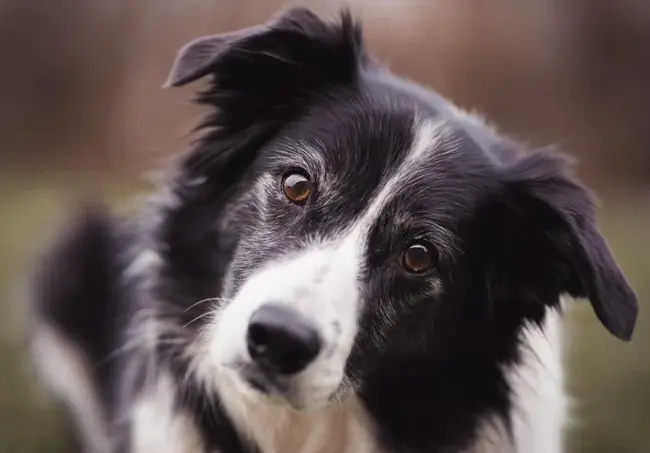 American Working Collie Association : 美国工作牧羊犬协会