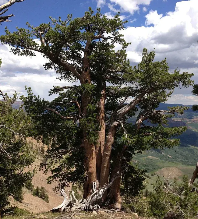 Whitebark Pine Communities : 白皮松社区