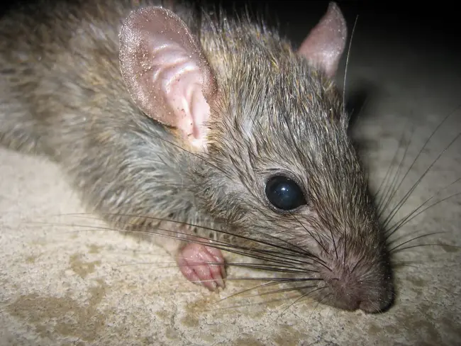 Rat Basophilic Leukaemia : 大鼠嗜碱性白血病