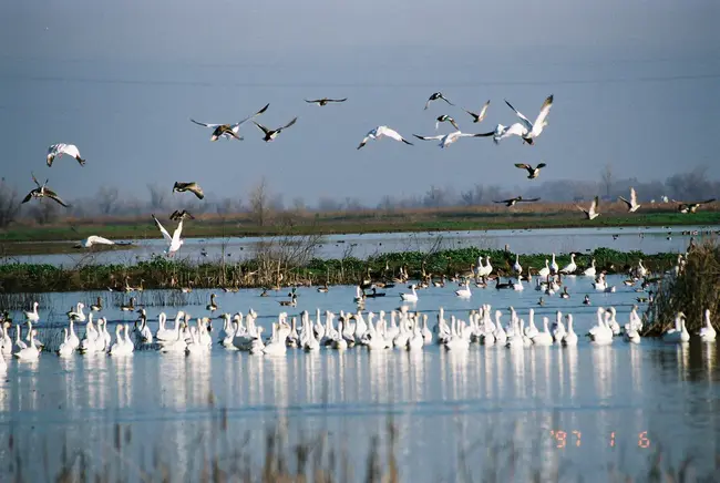 Waterfowl Production Unit : 水禽生产装置