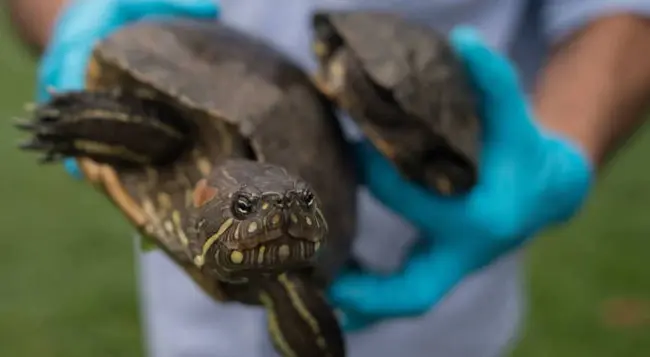 Wildlife Research Biologist : 野生动物研究生物学家