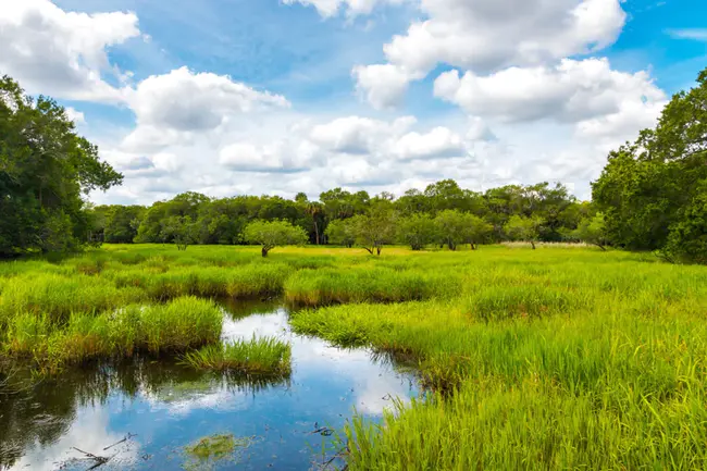 Wetlands Restoration and Banking Program : 湿地恢复和银行项目