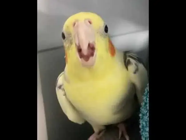 Mister Bird : 鸟先生