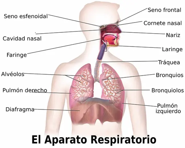 Ventral Respiratory Group : 腹侧呼吸组