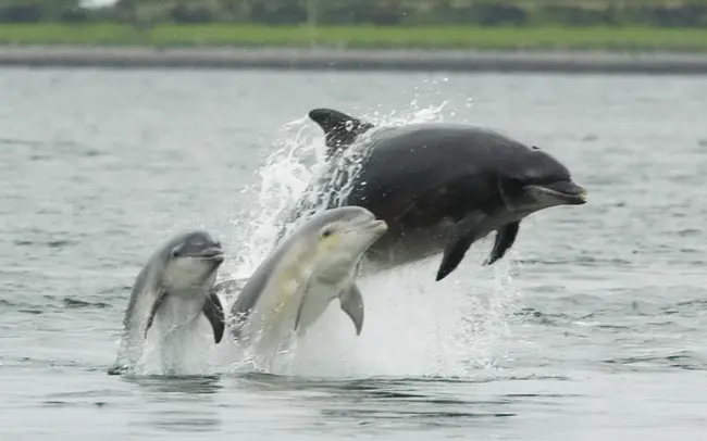 Dolphin Warriors : 海豚战士