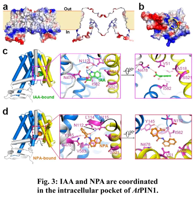 Auxin Regulated Gene : 生长素调节基因