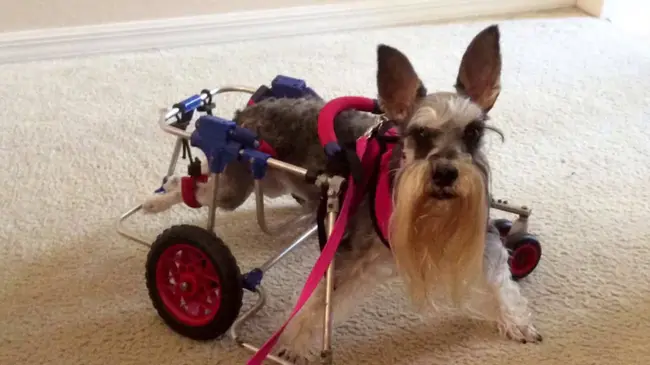 Precious Piggy : 贵重猪