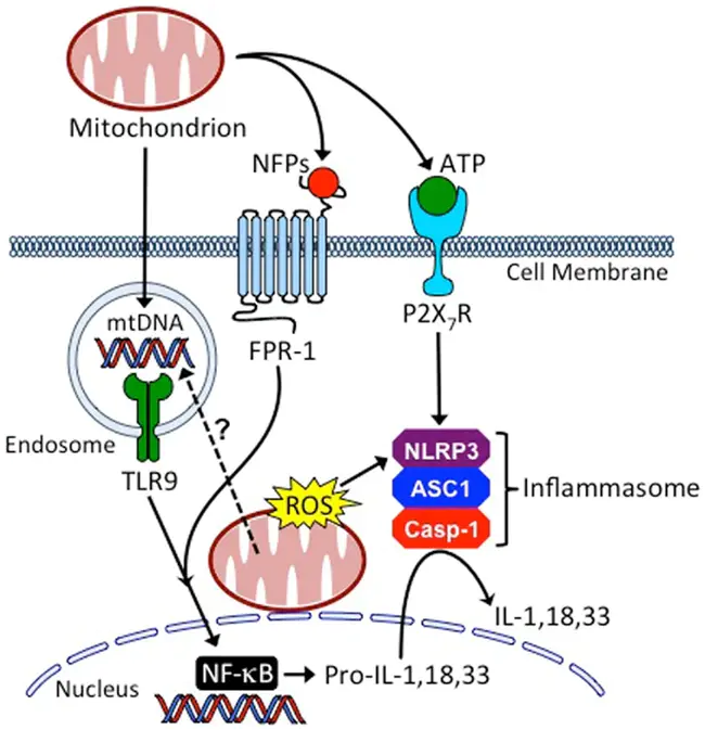 JNK-Stimulating Phosphatase : JNK刺激磷酸酶