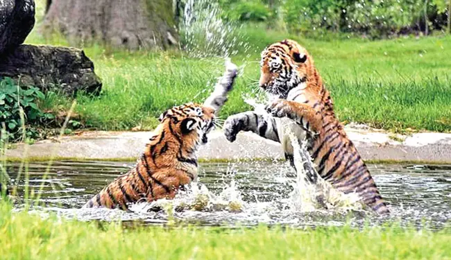 Wildlife Resource Protection Unit : 野生动物资源保护单位