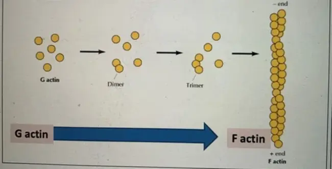 Molecular and Cell Biology : 分子与细胞生物学