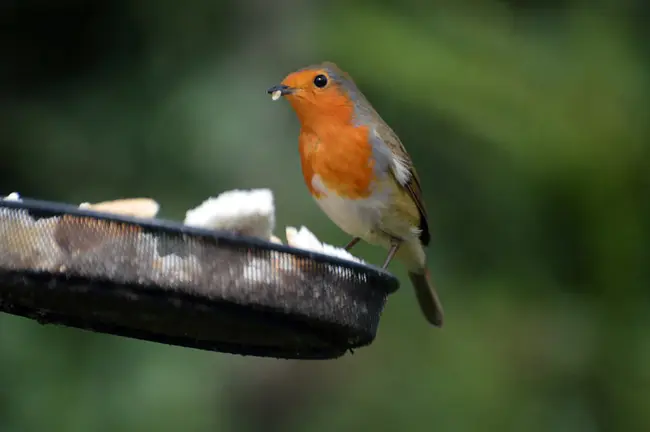 Weighted Round-Robin : 轮转法