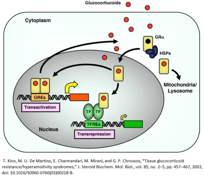 Glucocorticoid Receptor : 糖皮质激素受体