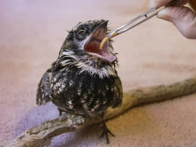 Wildlife Rehabilitation Today : 今天的野生动物康复