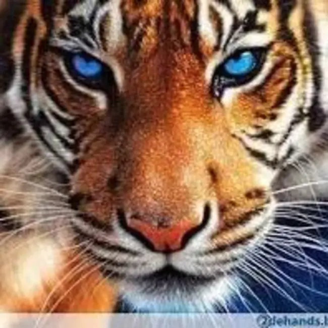 Tiger Queen : 老虎皇后