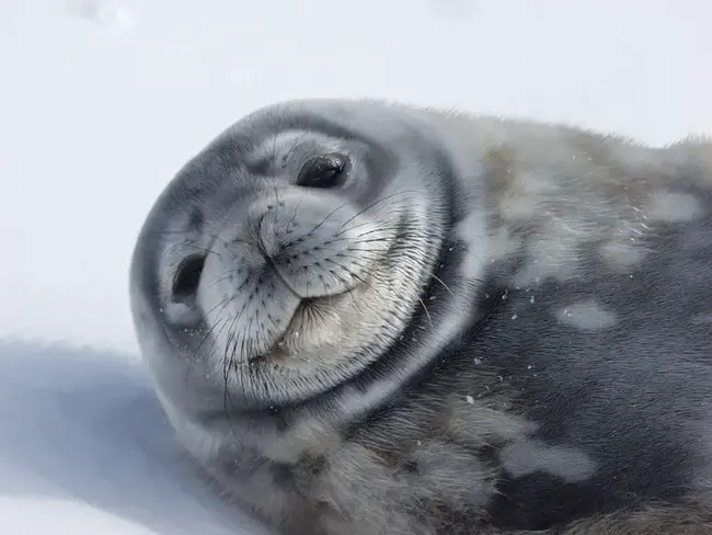 Weddell Sea Bottom Water : 威德尔海底