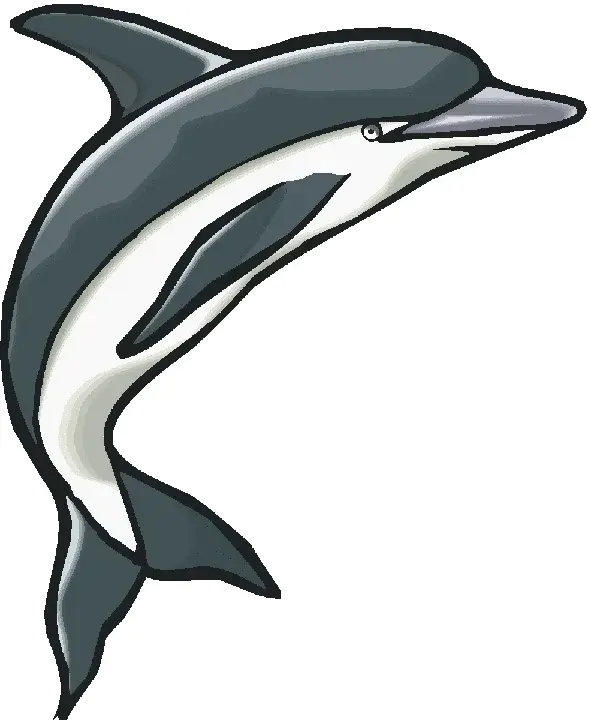 Atlantic White Sided DOlphin : 大西洋白边海豚