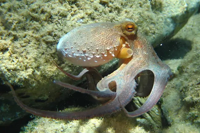 Octopus Makes Goop : 章鱼会变蠢