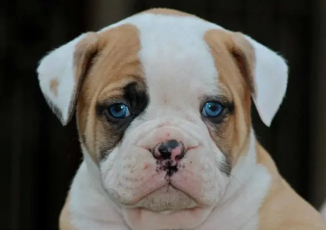 Blue-Eyed Bulldog : 蓝眼睛斗牛犬