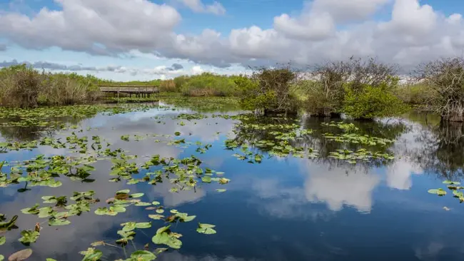 Reclaiming The Everglades : 开垦沼泽地