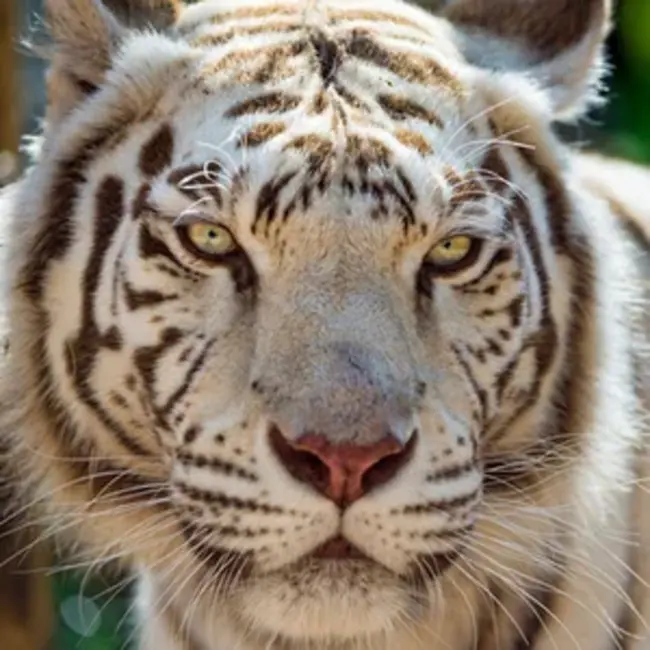 White Tiger Internet Gaming : 白虎网络游戏