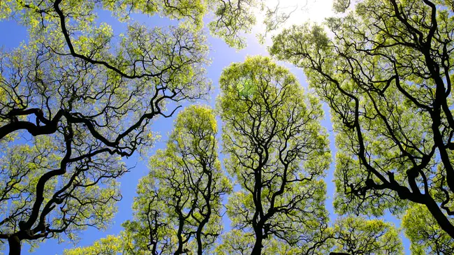 Web Traffic Intelligence Quotient : Web流量智能商