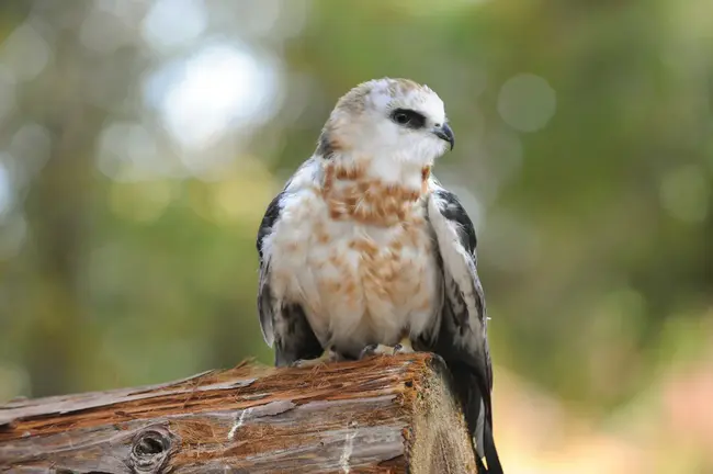 White-Tailed KIte : 白尾风筝
