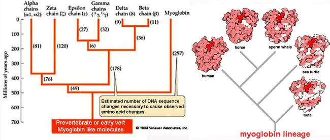 Wild-Type MyogloBin : 野生型肌红蛋白