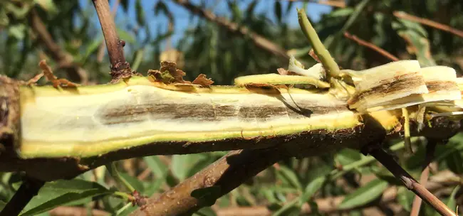 Verticillium And Fusarium : 黄萎病和镰刀菌