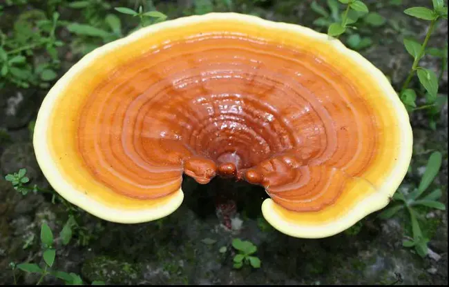 Ganoderma Lucidum Polysaccharide : 灵芝多糖