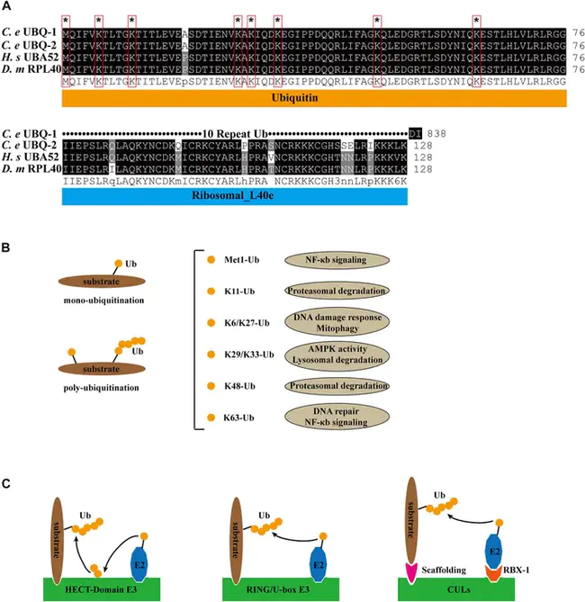 UBiquitin Wild- Type : 泛素野生型