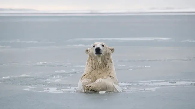 Arctic National Wildlife Refuge : 北极国家野生动物保护区