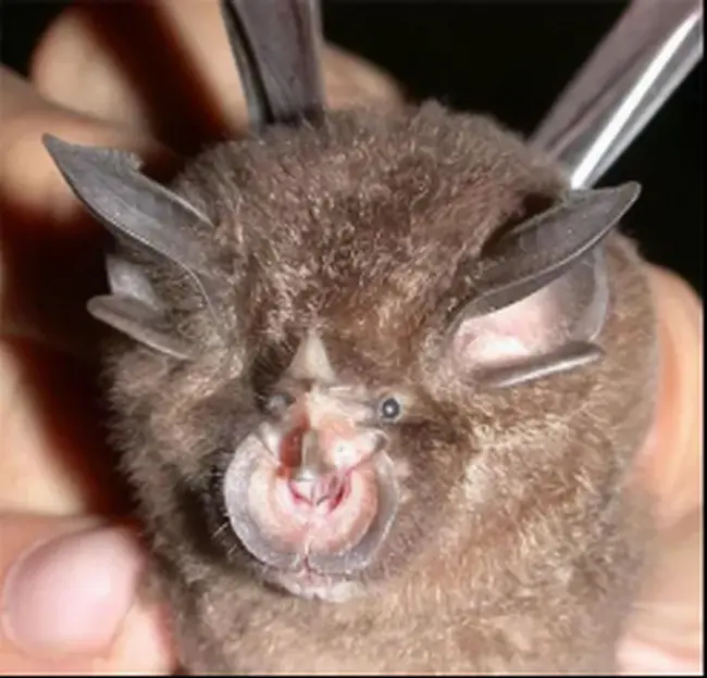 At Bats : 蝙蝠