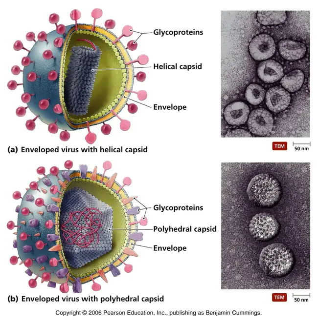 Virus Protect : 病毒保护