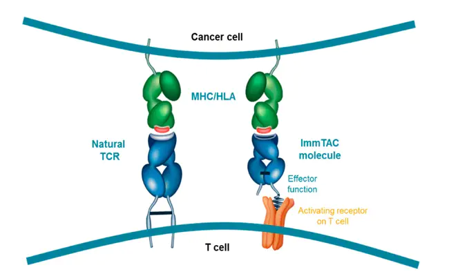 Immunoreceptor Tyrosine Activation Motif : 免疫受体酪氨酸激活基序