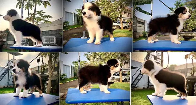 World Union of German Shepherd Dog Clubs : 德国牧羊犬俱乐部世界联盟