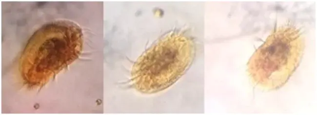 Euplotes Raikovi : 伊普罗忒斯·拉科维