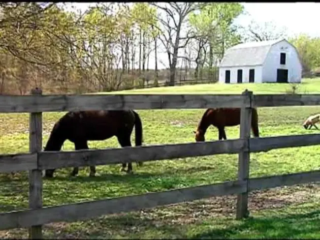 West Virginia Horse Council : 西弗吉尼亚州马议会