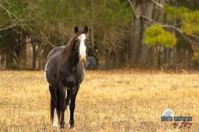 Wilson Valley Horse Farm : 威尔逊谷马场