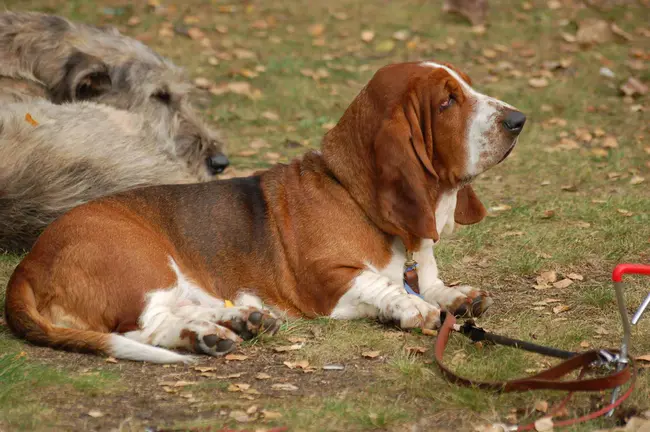 Basset Angels Behaving Extraordinarily Sophisticated : 贝塞特天使的行为异常复杂