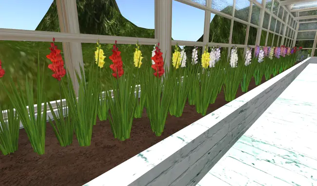 Country Jumbo : 乡村巨无霸