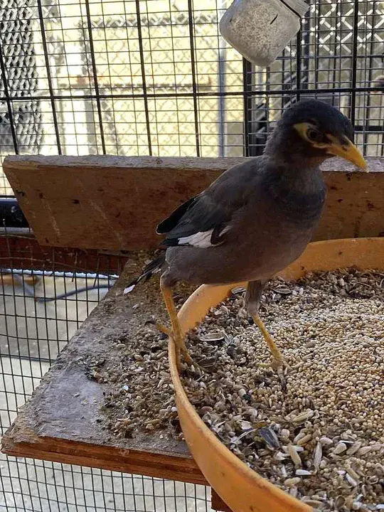 Common Myna Bird : 普通八哥