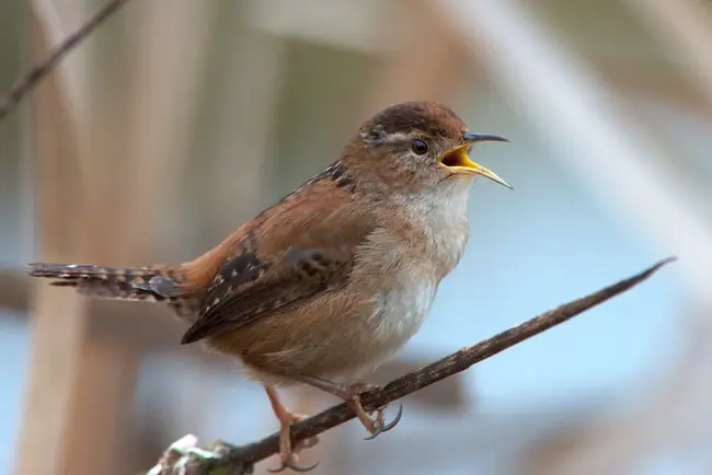 Indian Hill Myna Bird : 印度山八哥