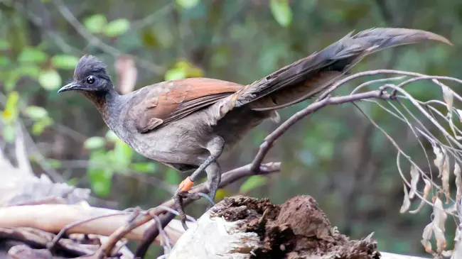 Crested Myna Bird : 冠八哥