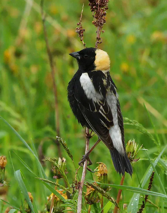 Bobolink : 博博林