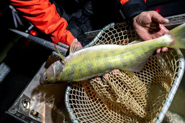 West Virginia National Forests Hunt/ Fish License : 西弗吉尼亚州国家森林狩猎/鱼类许可证