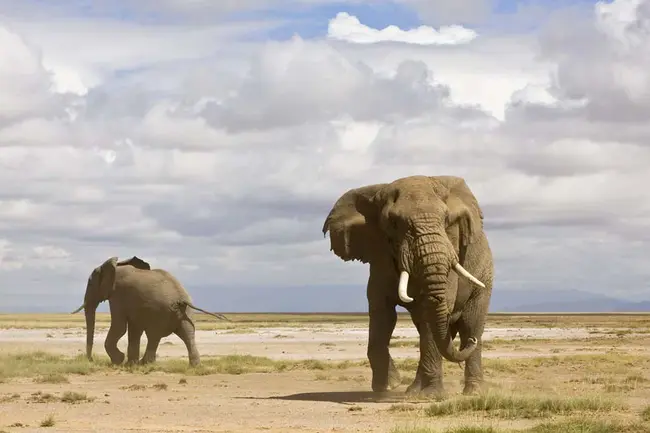 Nakuru, Kenya : 肯尼亚纳库鲁