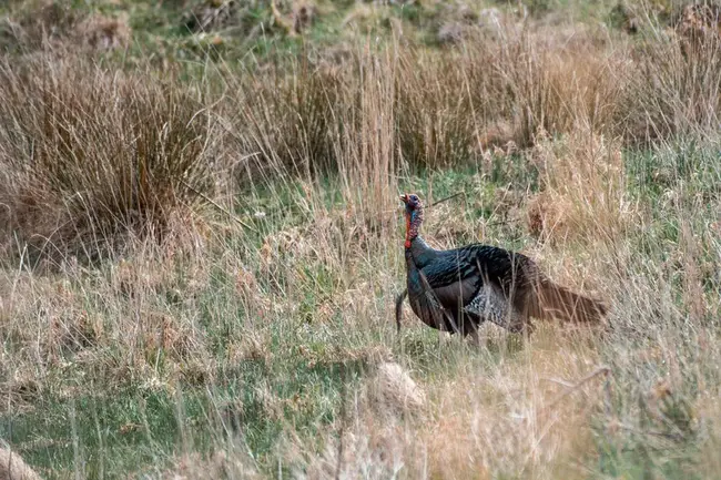 West Virginia Turkey Hunting license : 西弗吉尼亚州火鸡狩猎许可证